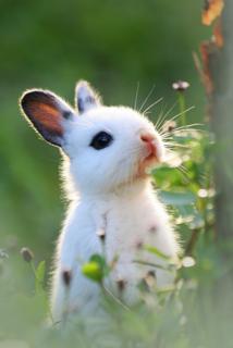 花园里可能的小白兔壁纸图片