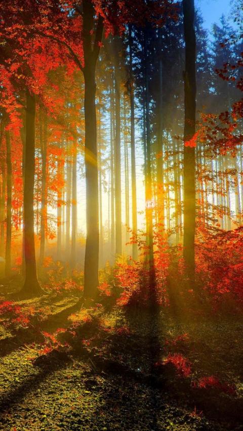 阳光透过树林唯美手机壁纸大图
