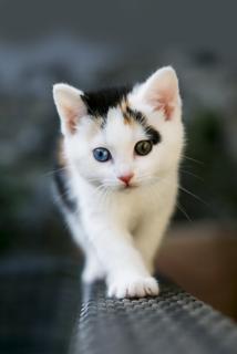 可爱的小猫高清摄影壁纸图片