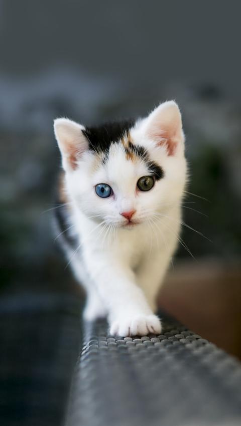 可爱的小猫高清摄影壁纸图片