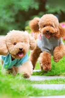 奔跑的两只小狗，可爱手机壁纸