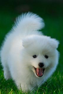 草地上玩耍的小白狗可爱壁纸图片