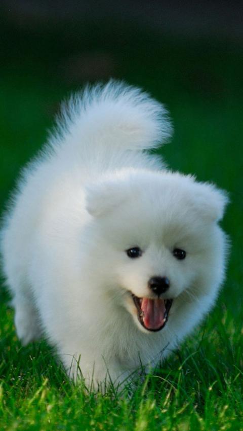 草地上玩耍的小白狗可爱壁纸图片
