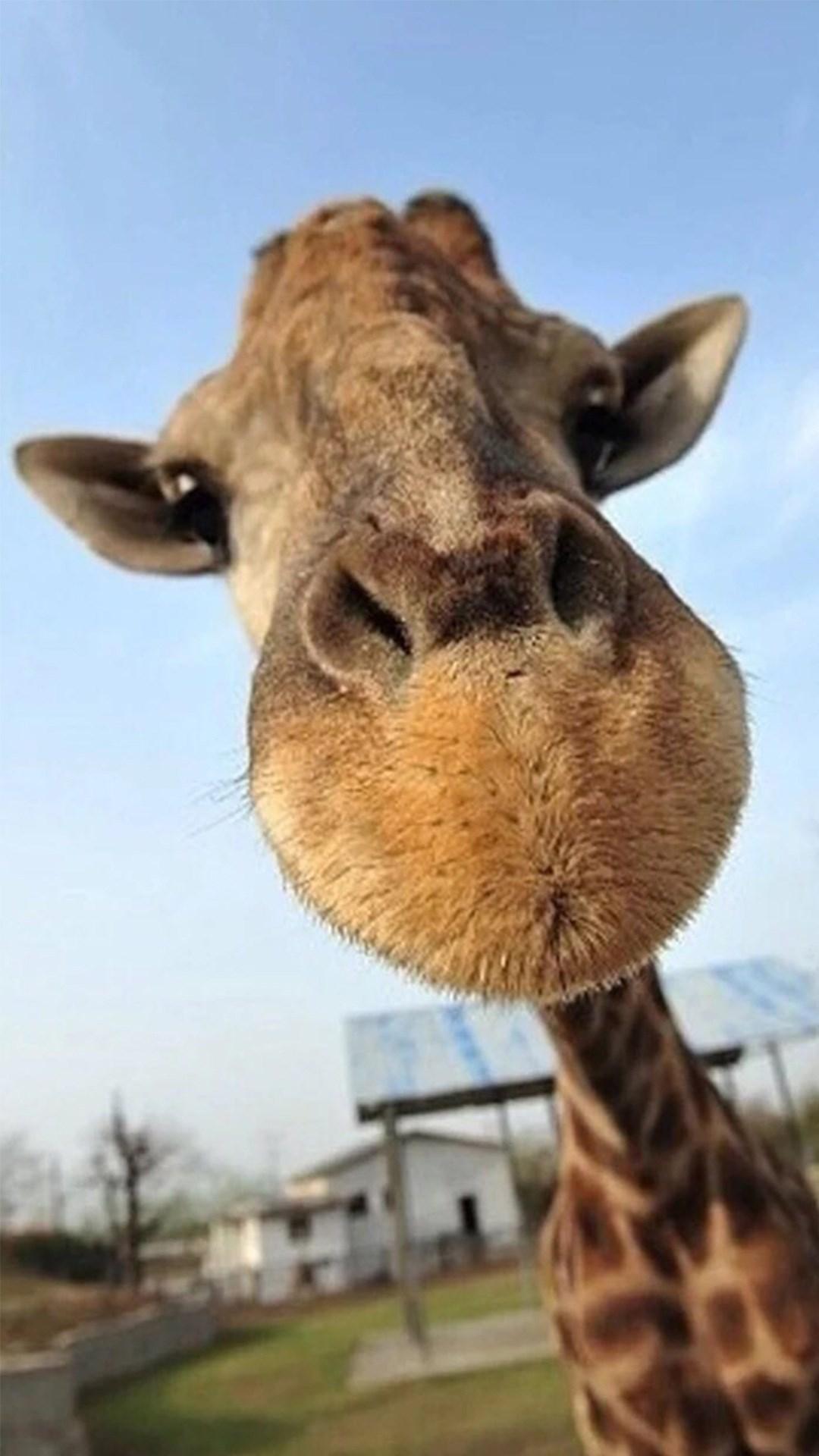 下载手机图片:动物, 长颈鹿，免费44692。