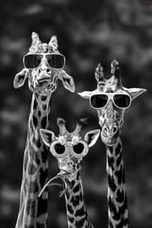 搞笑带墨镜的三只长颈鹿高清动物手机壁纸