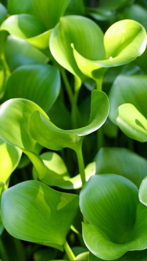 养眼的植物叶子绿色手机壁纸