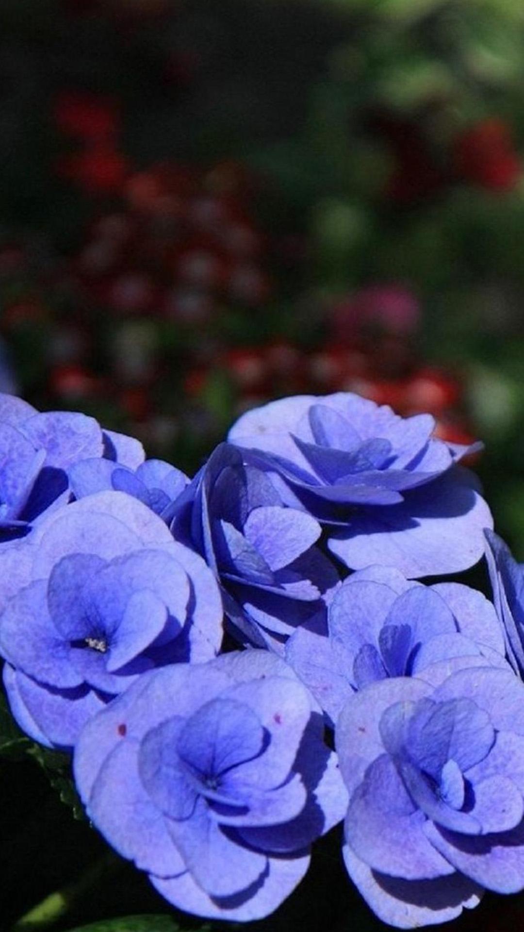 漂亮的紫色花朵-照片高清壁纸预览 | 10wallpaper.com