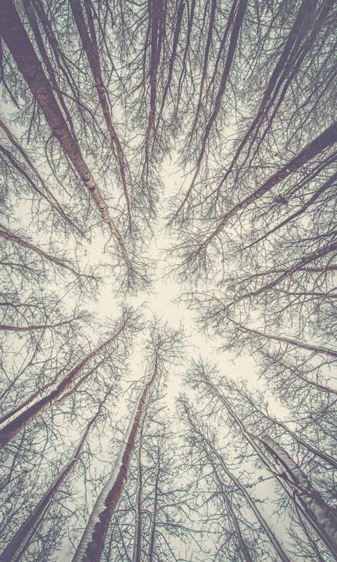 在森林的一角仰望天空手机背景下载