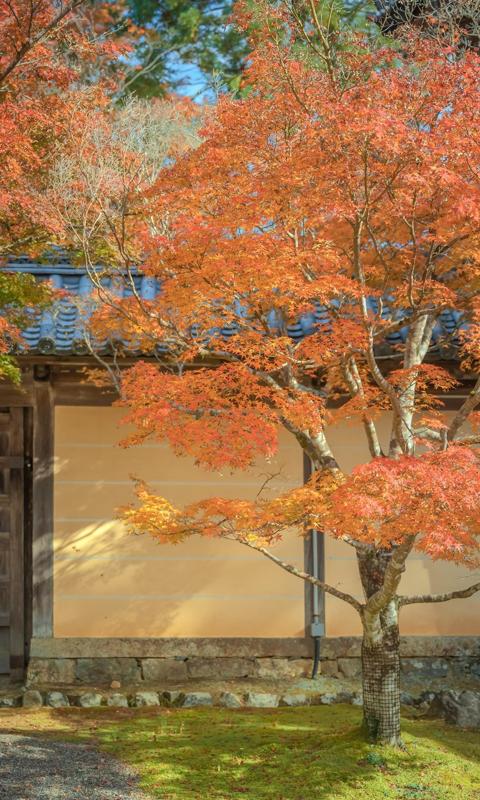精美秋日庭院枫树意境迷人写真手机背景下载
