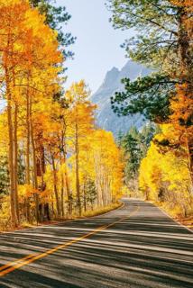 精美金黄色的秋天自然风光背景图