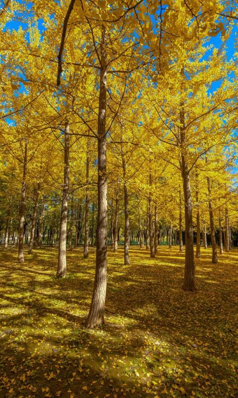 金秋十月银杏林唯美风景写真壁纸大全