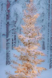 圣诞树唯美浪漫雪地摄影高清壁纸