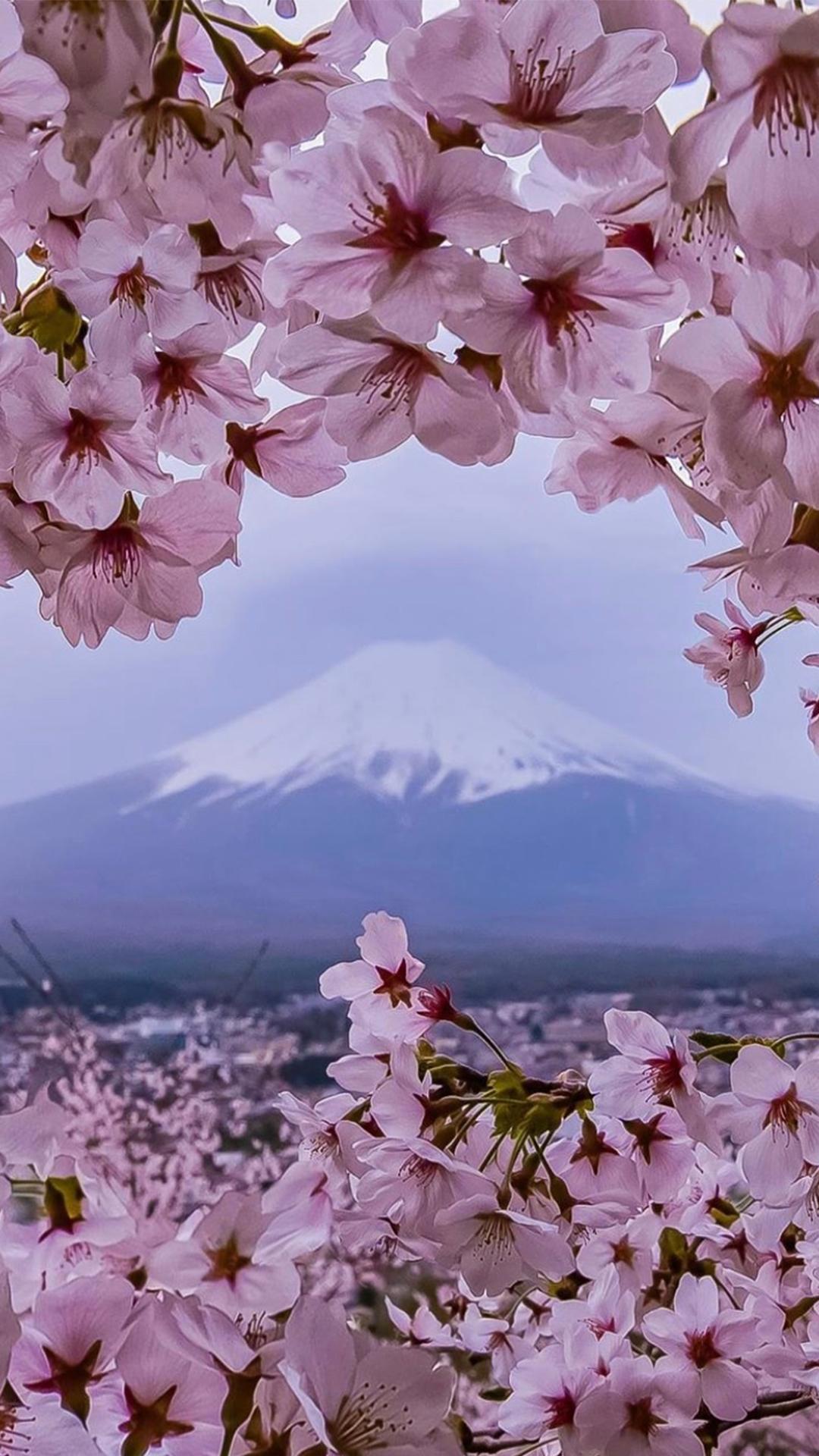 【赏樱】富士山下樱花开_八大洲旅游