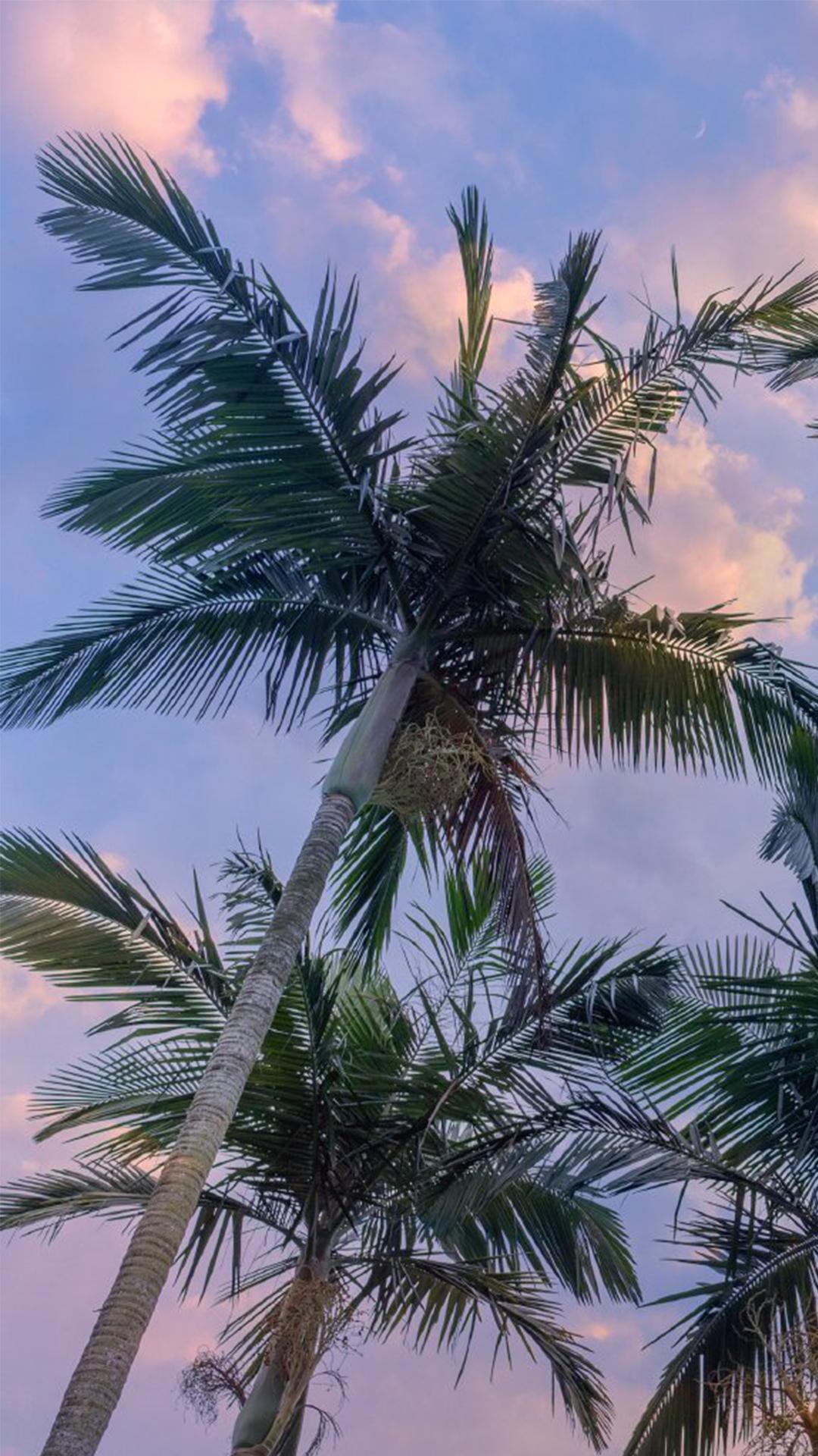 蓝色天空的椰子树