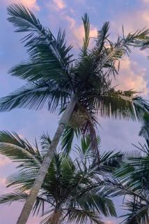 椰树清新唯美摄影高清手机壁纸