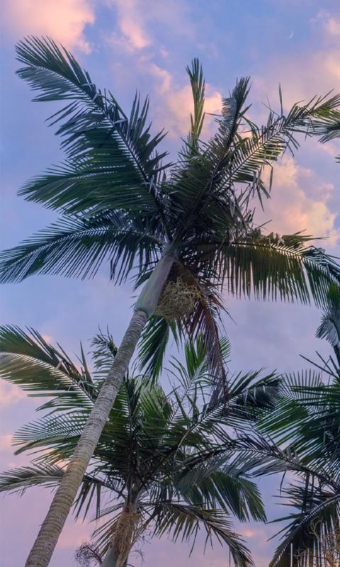 椰树清新唯美摄影高清手机壁纸