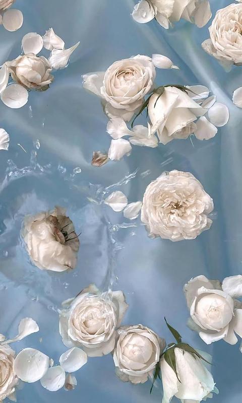 白玫瑰水中清新摄影背景图