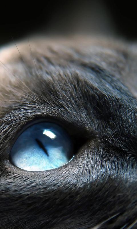 精美可爱猫咪的蓝色眼睛背景图